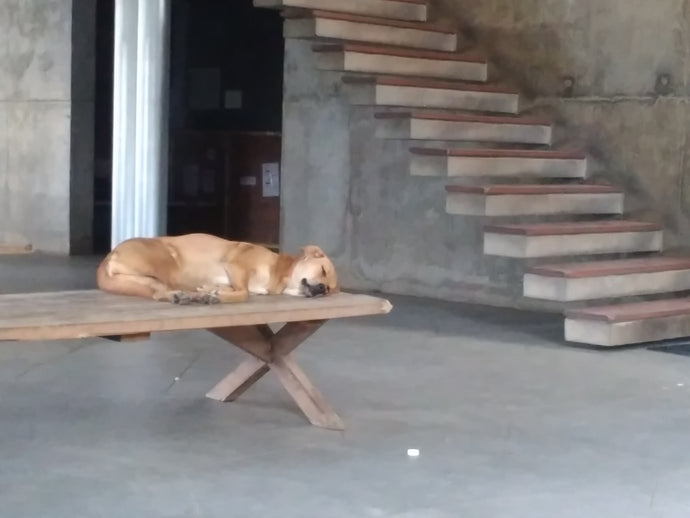 Let Sleeping Dogs Lie
